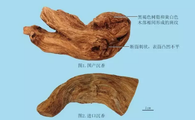 中药方中的沉香是什么？