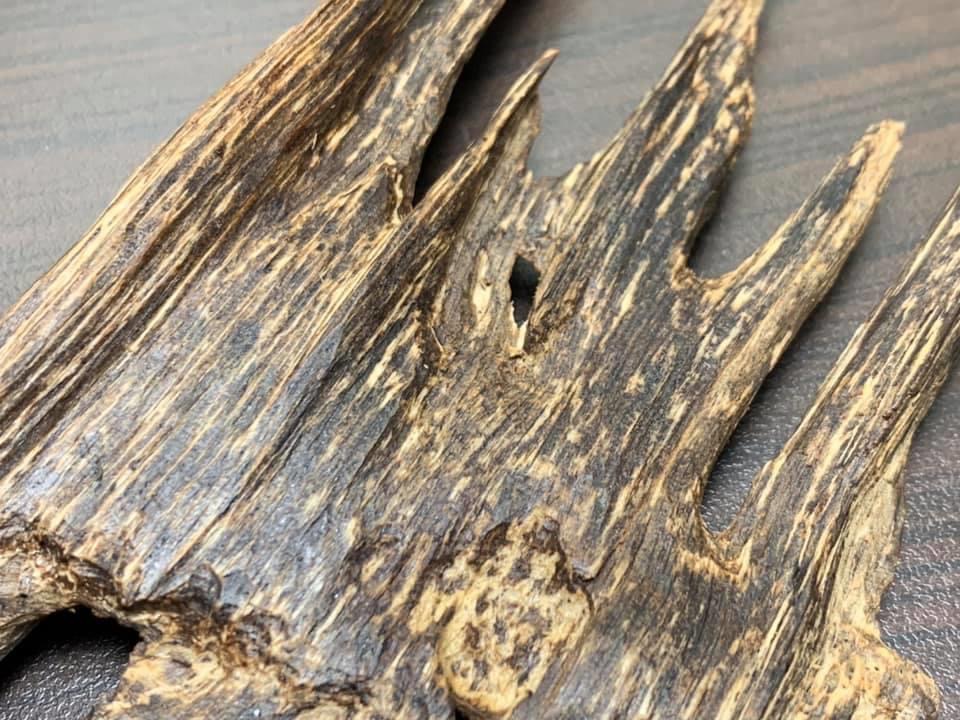 关于沉香产区及树种的知识分享