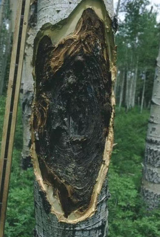 梁辰说沉香之人工沉香是什么概念？能不能玩？
