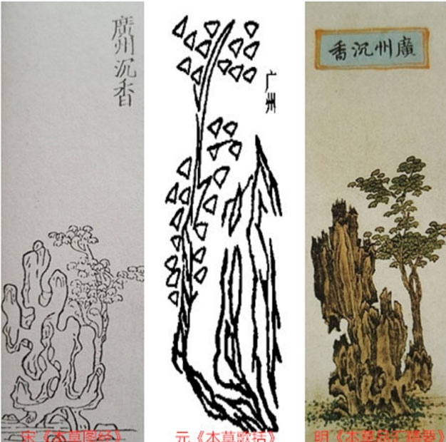 莞香（女儿香）考（上）