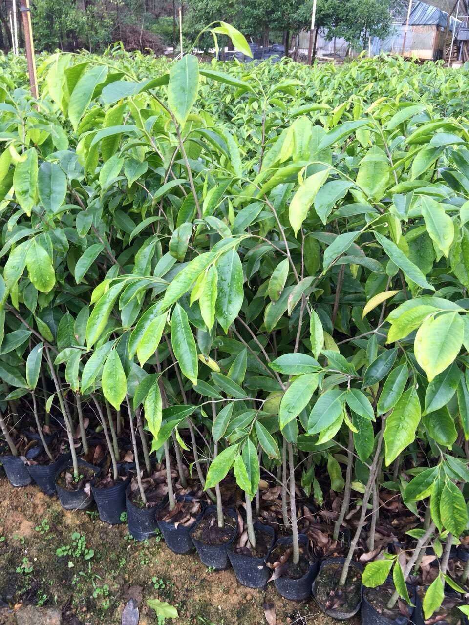 沉香树种植技术全面整理汇合 最全的树种介绍