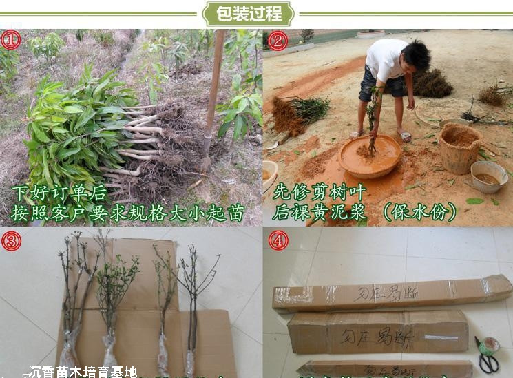 如何在苗木移植过程中确保存活率?裸根种植成活率高吗?