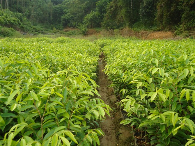 一亩地可以种植多少沉香树？